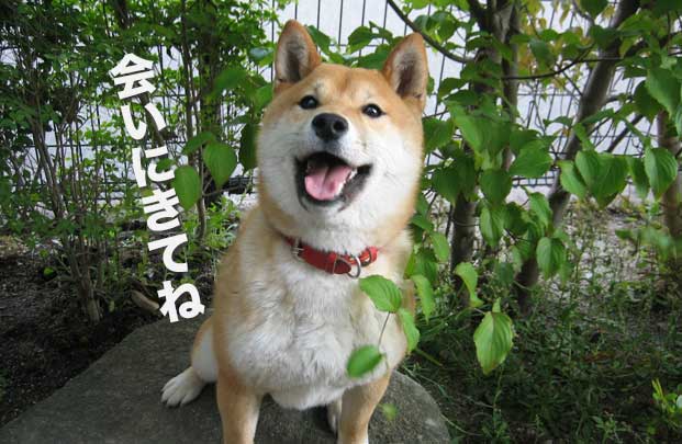 山ぼうしについて 介護付有料老人ホーム 棲の家 山ぼうし 福岡市博多にある老人ホームを運営